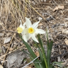 Narcissus tazetta at Garran, ACT - 27 Aug 2023 12:34 PM