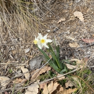 Narcissus tazetta at Garran, ACT - 27 Aug 2023 12:34 PM