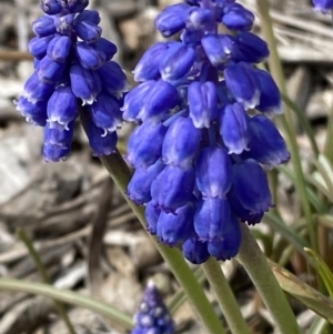 Muscari armeniacum at Garran, ACT - 27 Aug 2023