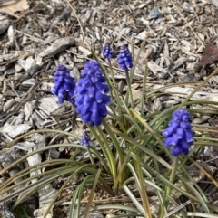 Muscari armeniacum at Garran, ACT - 27 Aug 2023