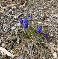 Muscari armeniacum at Garran, ACT - 27 Aug 2023