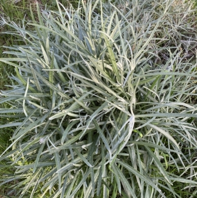 Senecio quadridentatus (Cotton Fireweed) at Federal Golf Course - 25 Aug 2023 by Tapirlord