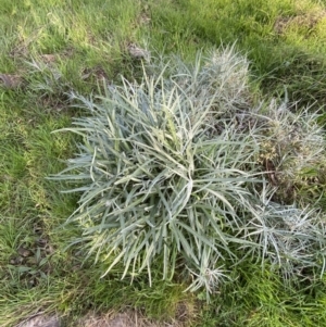 Senecio quadridentatus at Red Hill, ACT - 25 Aug 2023 04:03 PM