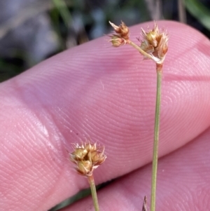 Luzula meridionalis at Red Hill, ACT - 25 Aug 2023 04:00 PM