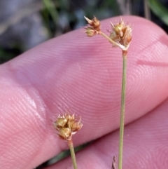 Luzula meridionalis at Red Hill, ACT - 25 Aug 2023 04:00 PM