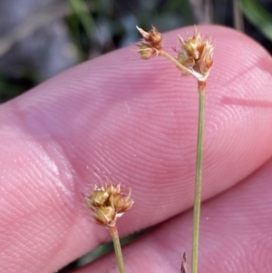 Luzula meridionalis at Red Hill, ACT - 25 Aug 2023