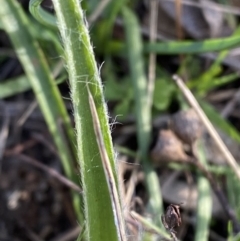 Luzula meridionalis at Red Hill, ACT - 25 Aug 2023 04:00 PM