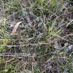 Luzula meridionalis at Red Hill, ACT - 25 Aug 2023 04:00 PM