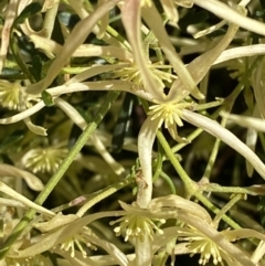 Clematis leptophylla at Deakin, ACT - 25 Aug 2023