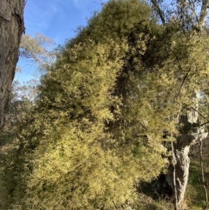 Clematis leptophylla at Deakin, ACT - 25 Aug 2023 03:58 PM