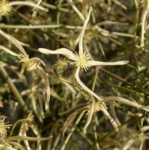 Clematis leptophylla at Deakin, ACT - 25 Aug 2023 03:58 PM