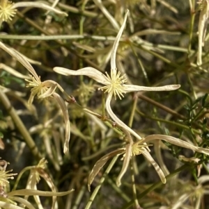Clematis leptophylla at Deakin, ACT - 25 Aug 2023