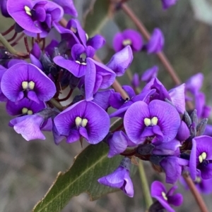 Hardenbergia violacea at Deakin, ACT - 25 Aug 2023