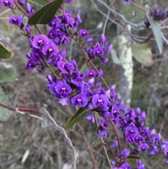 Hardenbergia violacea at Deakin, ACT - 25 Aug 2023