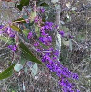 Hardenbergia violacea at Deakin, ACT - 25 Aug 2023