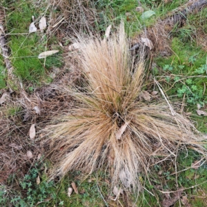 Nassella trichotoma at Watson, ACT - 28 Aug 2023