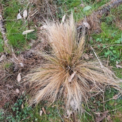 Nassella trichotoma (Serrated Tussock) at Mount Majura - 28 Aug 2023 by abread111