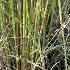 Machaerina juncea (Bare Twig-rush) at Wollumboola, NSW - 28 Aug 2023 by lbradley