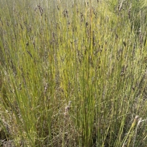 Machaerina juncea at Wollumboola, NSW - 28 Aug 2023