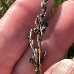 Machaerina juncea at Wollumboola, NSW - 28 Aug 2023