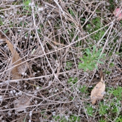 Galium aparine at Watson, ACT - 28 Aug 2023 10:23 AM