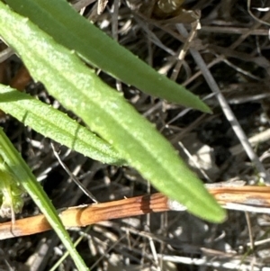 Senecio madagascariensis at Wollumboola, NSW - 28 Aug 2023