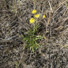 Senecio madagascariensis at Wollumboola, NSW - 28 Aug 2023