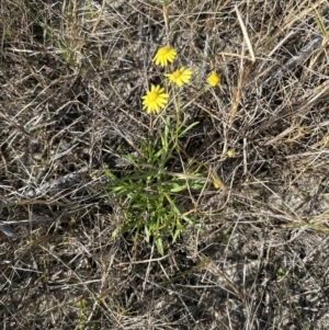 Senecio madagascariensis at Wollumboola, NSW - 28 Aug 2023 02:11 PM