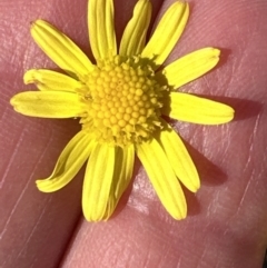 Senecio madagascariensis at Wollumboola, NSW - 28 Aug 2023