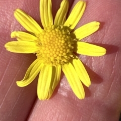 Senecio madagascariensis at Wollumboola, NSW - 28 Aug 2023 02:11 PM