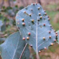 Ophelimus maskellii (Eucalyptus Gall Wasp) at Watson, ACT - 28 Aug 2023 by abread111