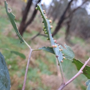 Ophelimus maskellii at Watson, ACT - 28 Aug 2023 10:41 AM