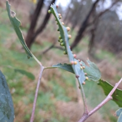 Ophelimus maskellii at Watson, ACT - 28 Aug 2023