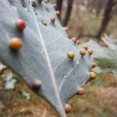 Ophelimus maskellii at Watson, ACT - 28 Aug 2023