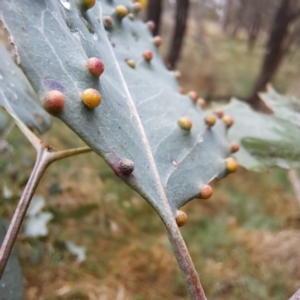 Ophelimus maskellii at Watson, ACT - 28 Aug 2023