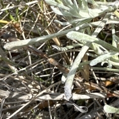 Pseudognaphalium luteoalbum (Jersey Cudweed) at Wollumboola, NSW - 28 Aug 2023 by lbradley