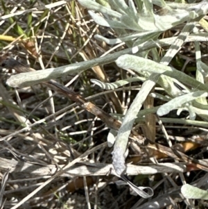 Pseudognaphalium luteoalbum at Wollumboola, NSW - 28 Aug 2023