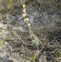 Pseudognaphalium luteoalbum at Wollumboola, NSW - 28 Aug 2023