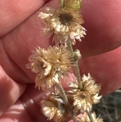 Pseudognaphalium luteoalbum at Wollumboola, NSW - 28 Aug 2023