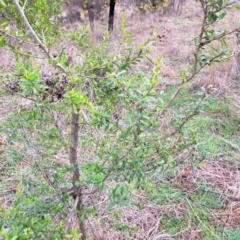 Bursaria spinosa subsp. spinosa (Blackthorn, Boxthorn) at Mount Majura - 28 Aug 2023 by abread111