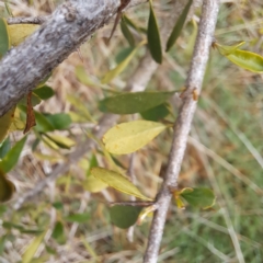 Bursaria spinosa subsp. spinosa at Watson, ACT - 28 Aug 2023