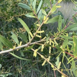 Acacia longifolia subsp. sophorae at Wollumboola, NSW - 28 Aug 2023 02:24 PM