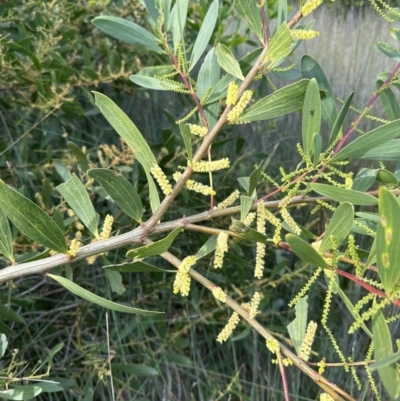 Acacia longifolia subsp. sophorae (Coast Wattle) at Wollumboola, NSW - 28 Aug 2023 by lbradley