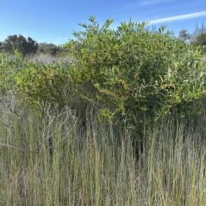 Acacia longifolia subsp. sophorae at Wollumboola, NSW - 28 Aug 2023