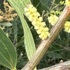 Acacia longifolia subsp. sophorae at Wollumboola, NSW - 28 Aug 2023