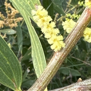 Acacia longifolia subsp. sophorae at Wollumboola, NSW - 28 Aug 2023 02:24 PM