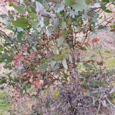 Eucalyptus aggregata (Black Gum) at Mount Majura - 28 Aug 2023 by abread111