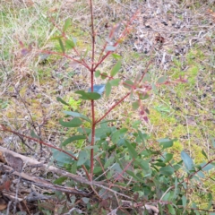 Eucalyptus aggregata at Watson, ACT - 28 Aug 2023