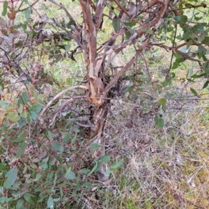 Eucalyptus aggregata at Watson, ACT - 28 Aug 2023