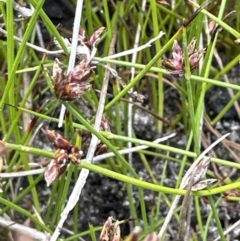 Schoenus nitens (Shiny Bog-rush) at Jervis Bay National Park - 28 Aug 2023 by lbradley